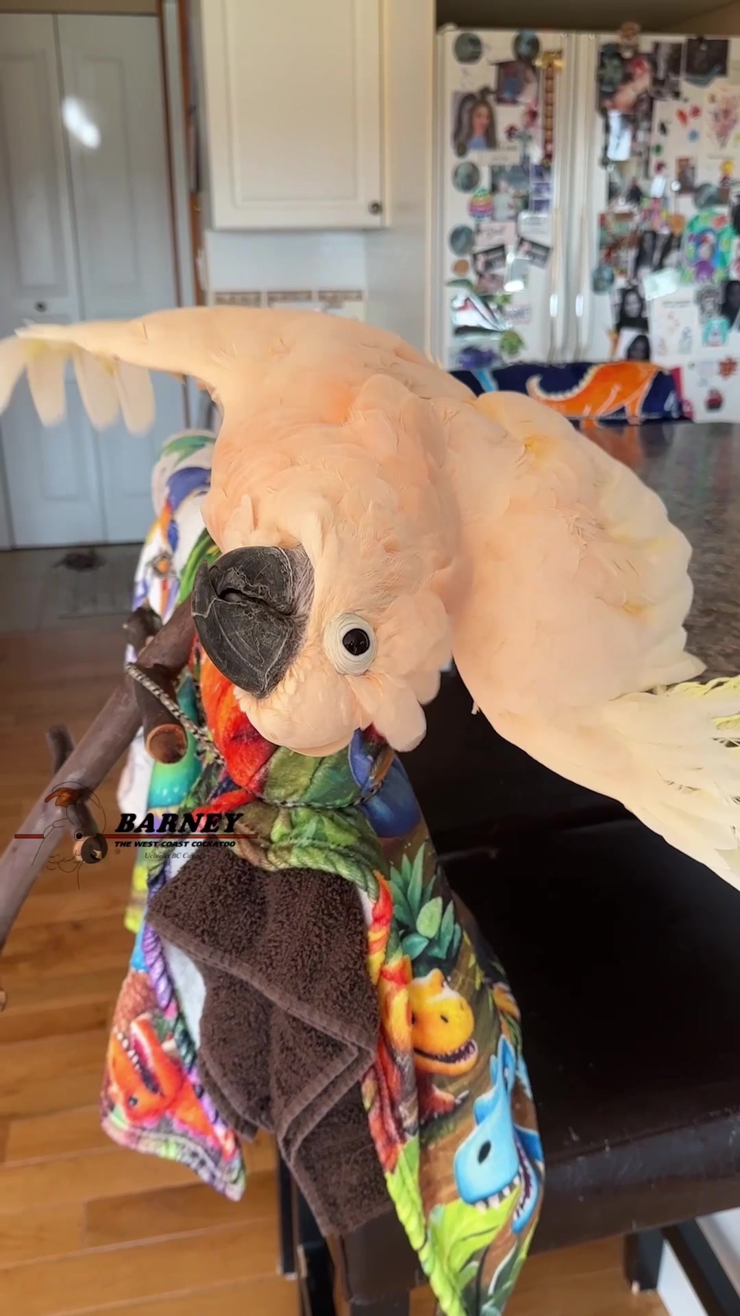 @Barney the West Coast Cockatoo