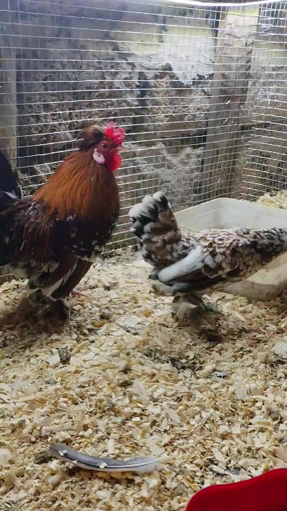 @MAŞTAĞA_QUŞCULUĞ