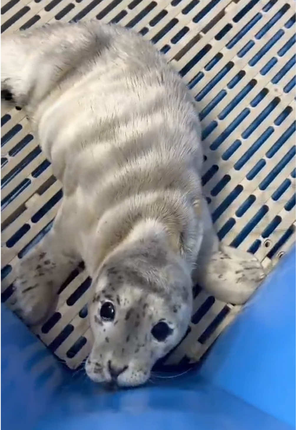 @Marine Mammal Rescue Society
