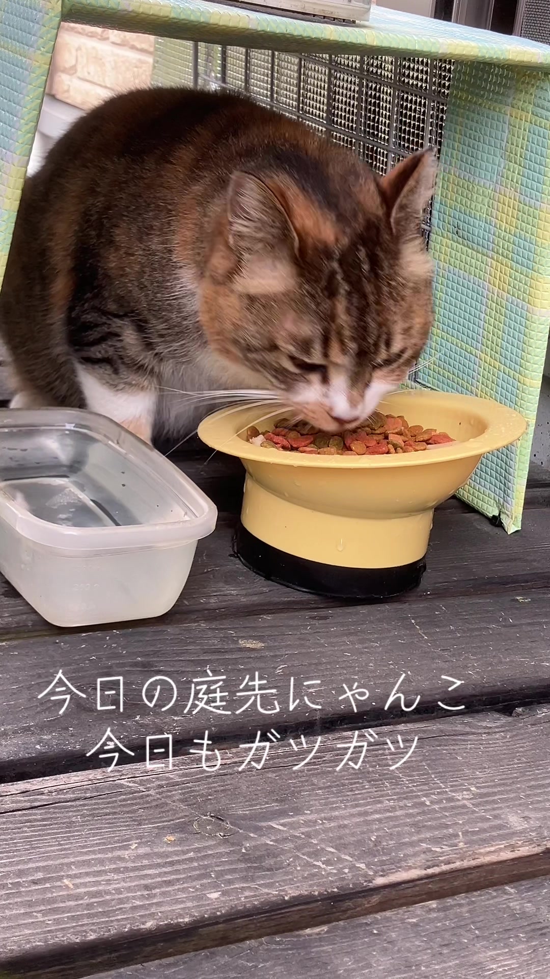 @にゃん⭐︎にゃんZ