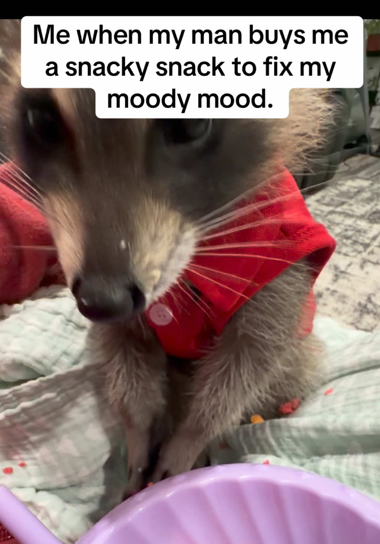 @snacky_chan_the_raccoon