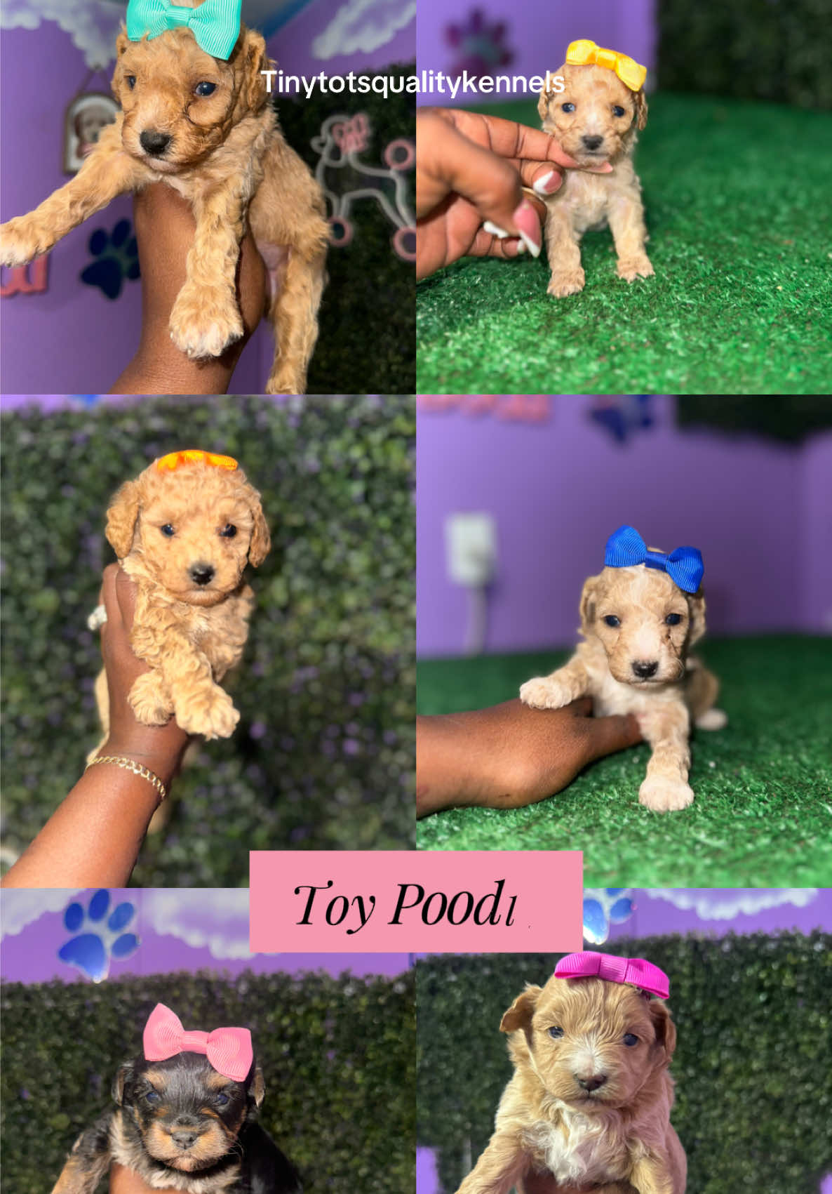 @Dog Lady