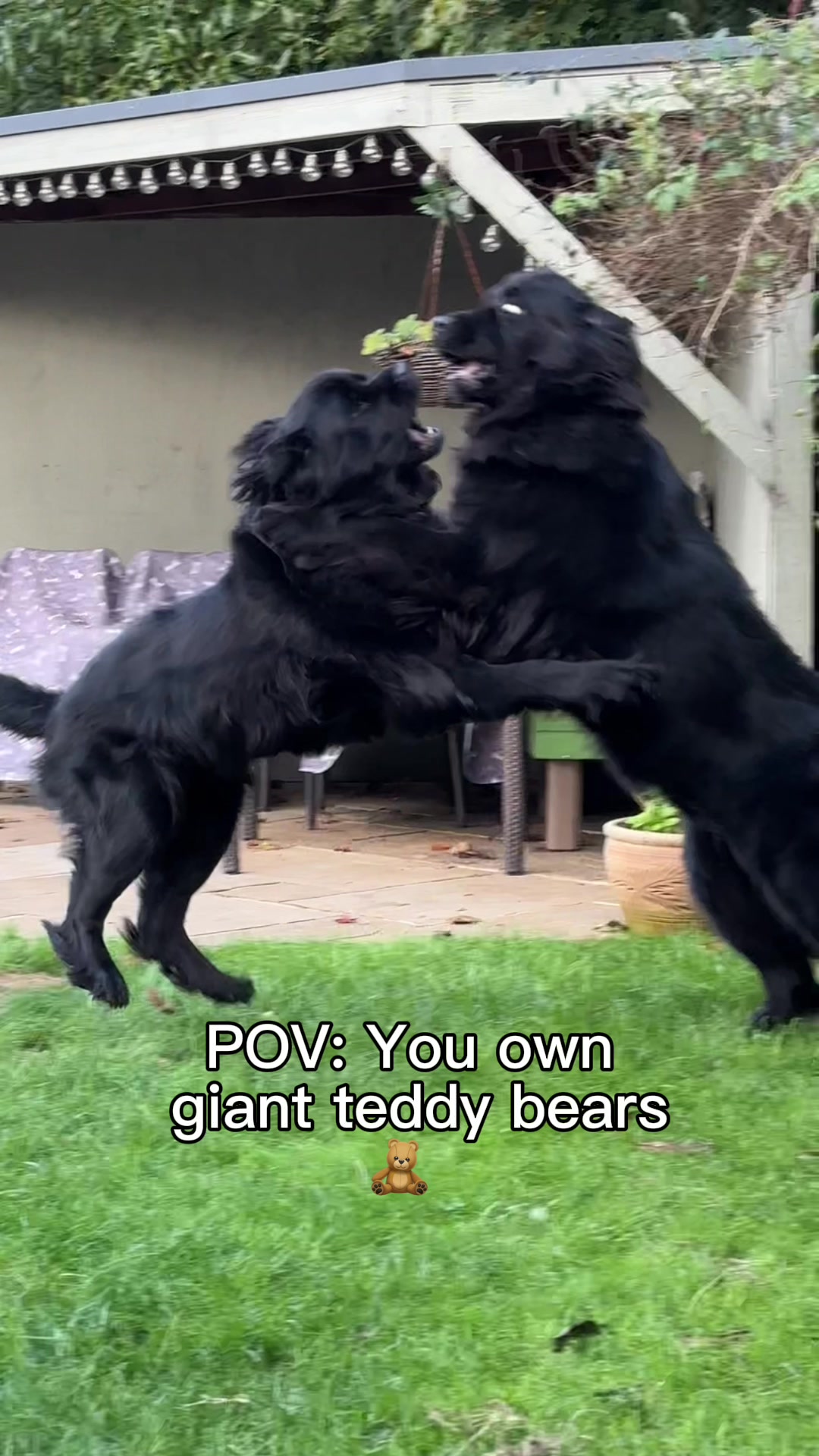 @Newfypups