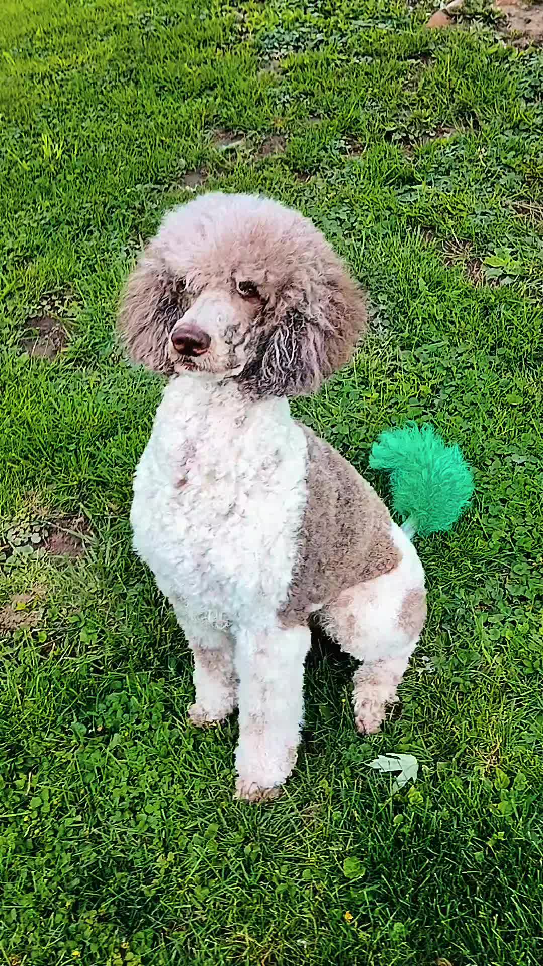 @crazy_dog_person