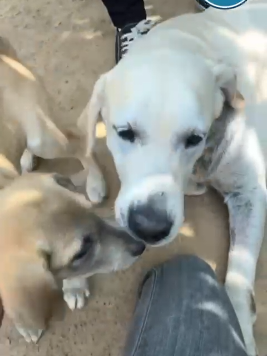 @tailsoffreedomsl