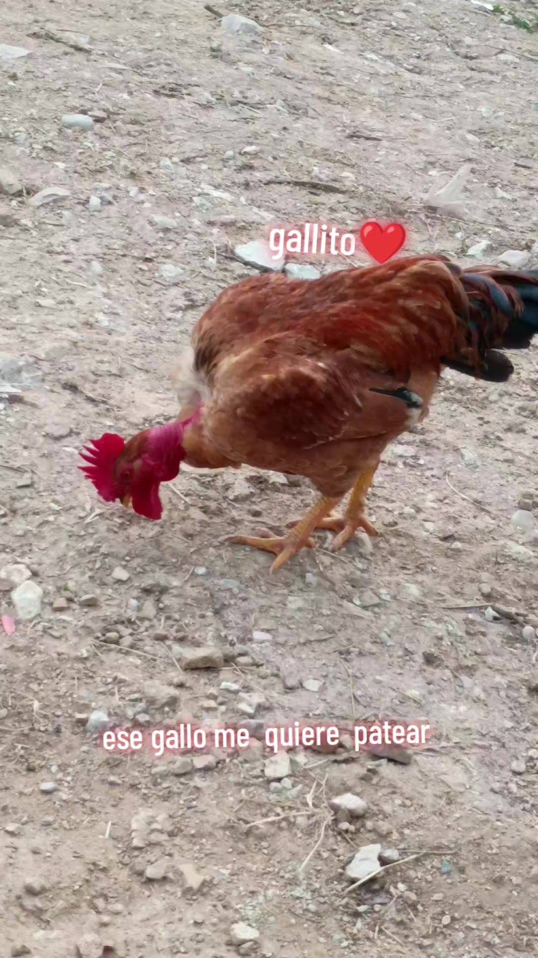 @marianita