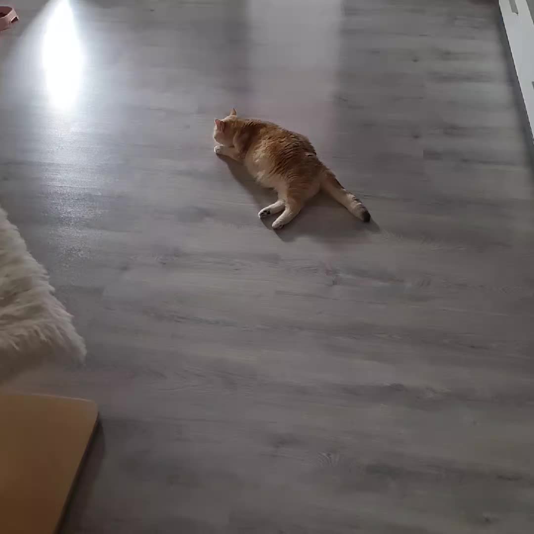 @LanaCats