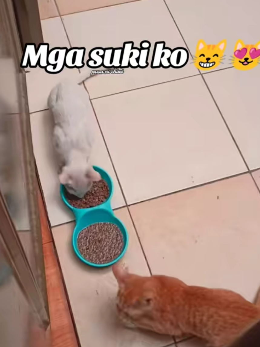 @Pusa ni Chiwi