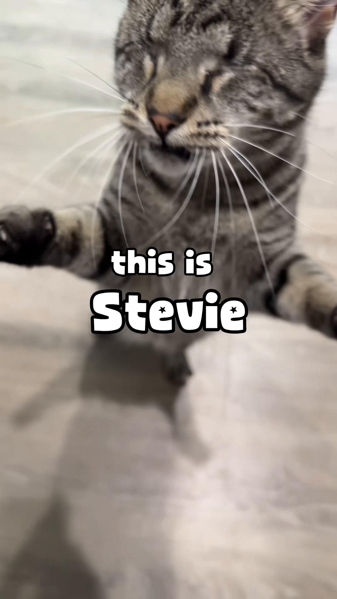 @𝘼𝙢𝙗𝙚𝙧 & 𝙎𝙩𝙚𝙫𝙞𝙚