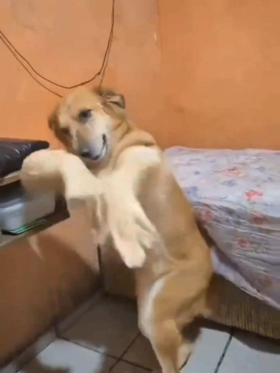 @thedogmeme