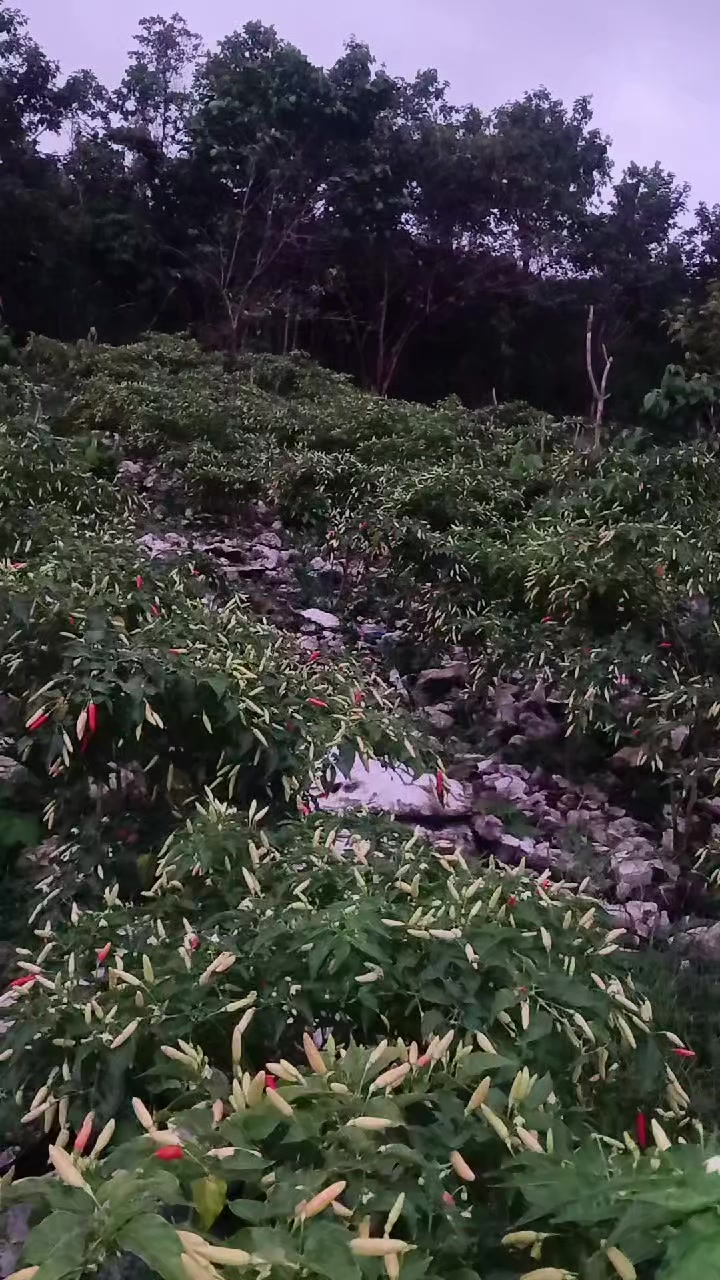 @Rica pala.333