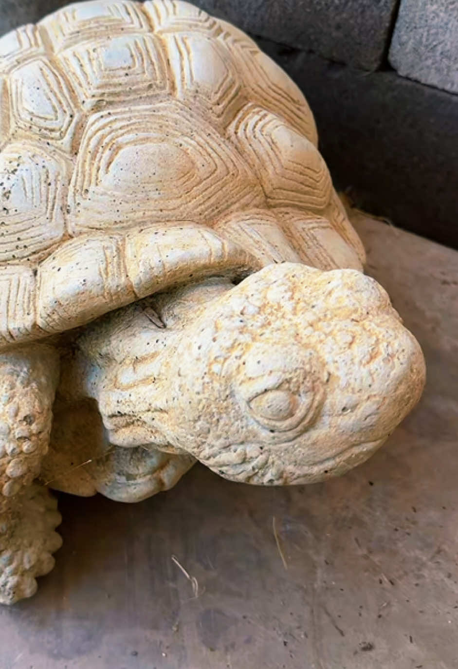 @Western State Tortoise