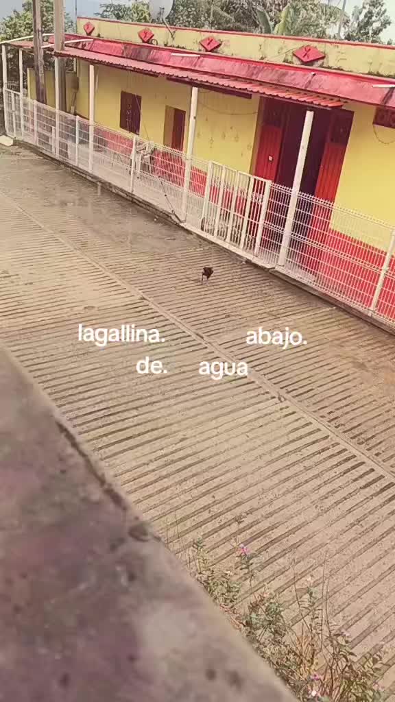 @genesis