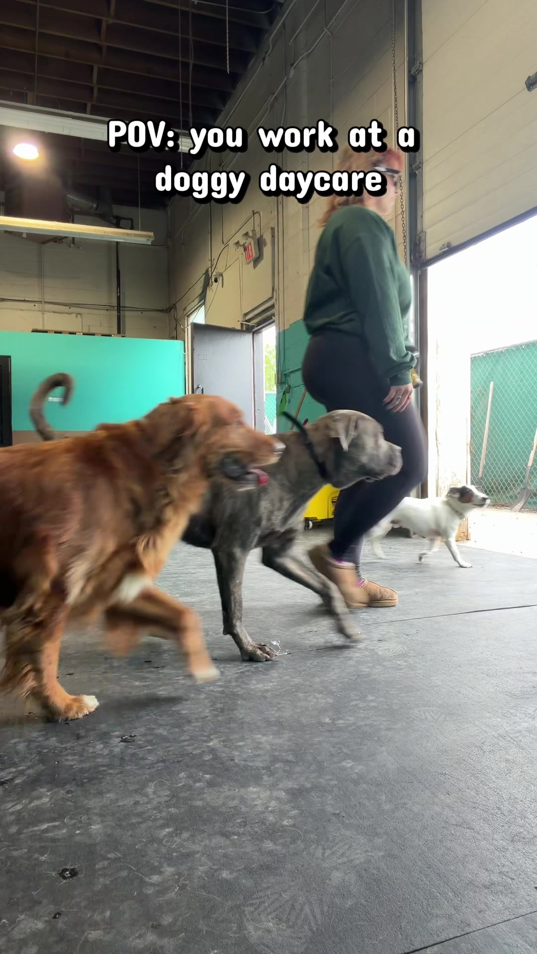 @Squish & Charlie's Dog Daycare