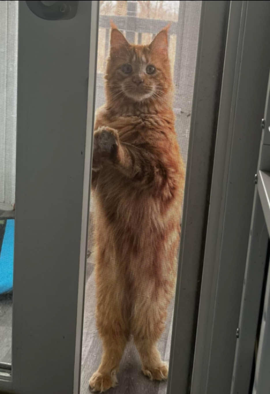 @Grapes the Maine Coon