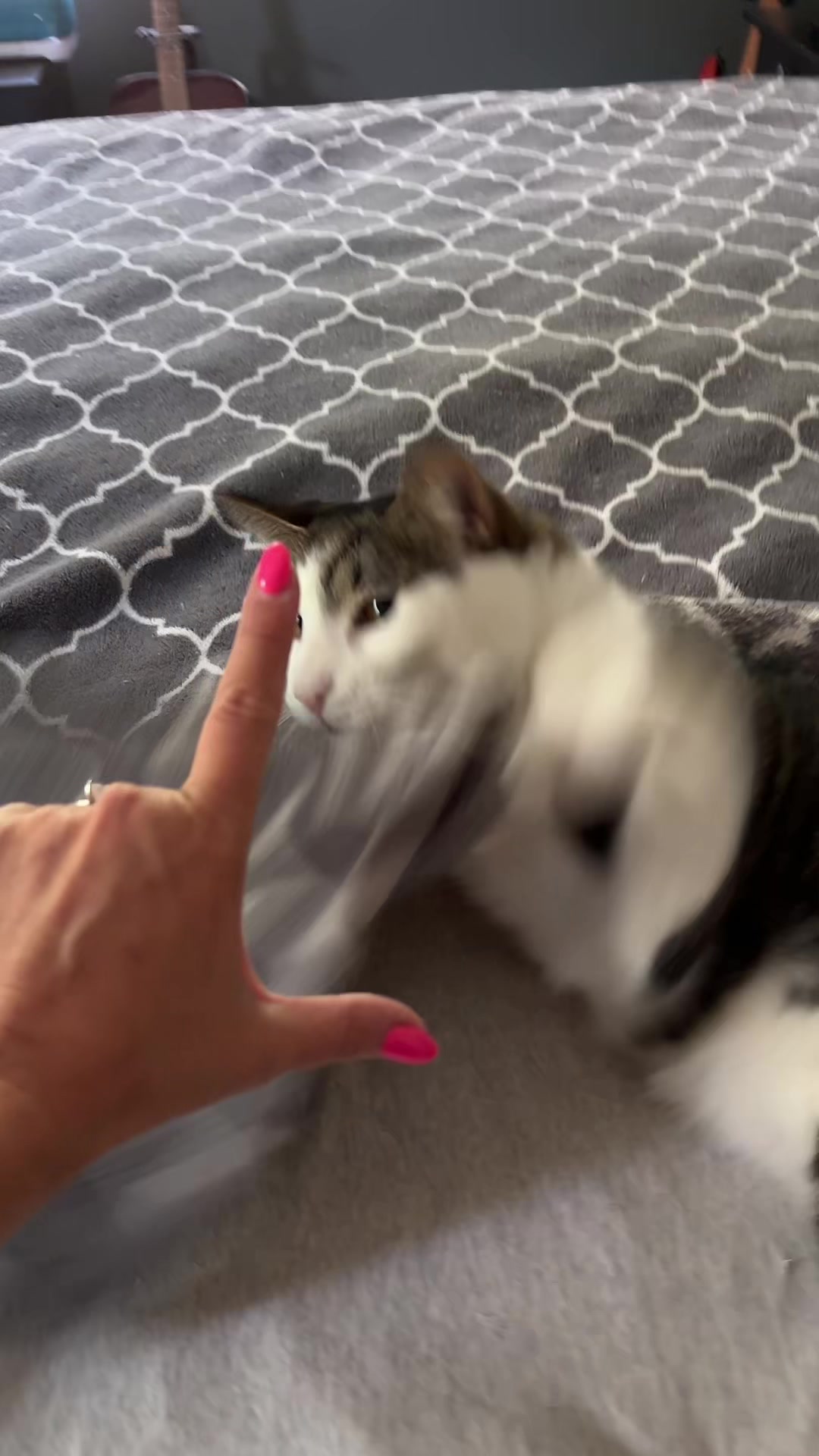 @sam_saves_cats