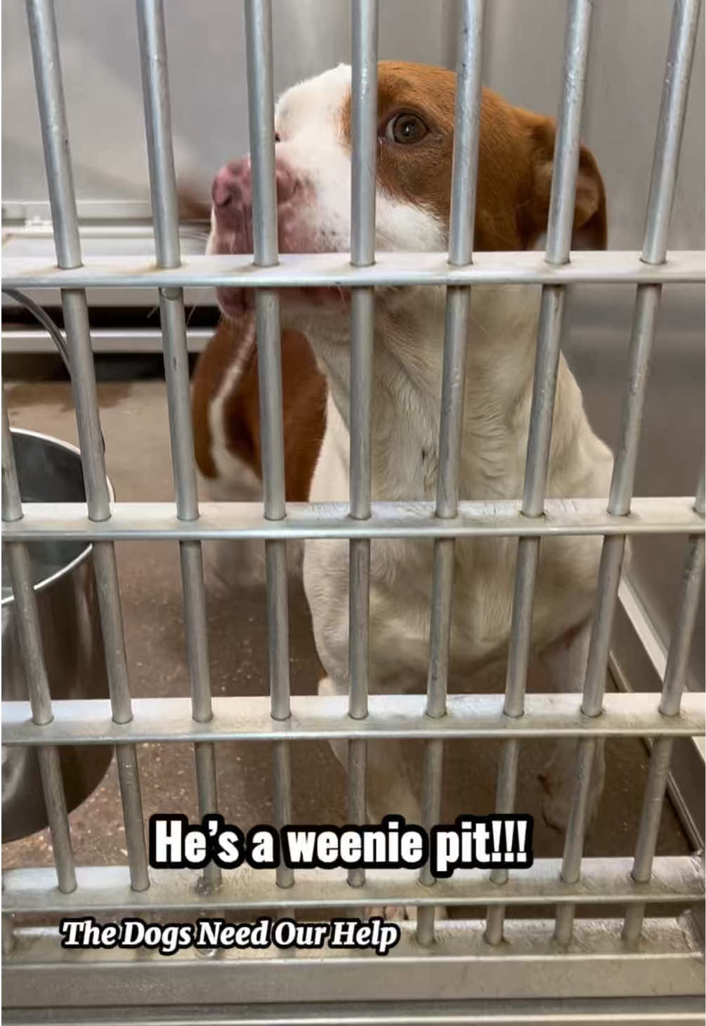 @The Dogs Need Our Help