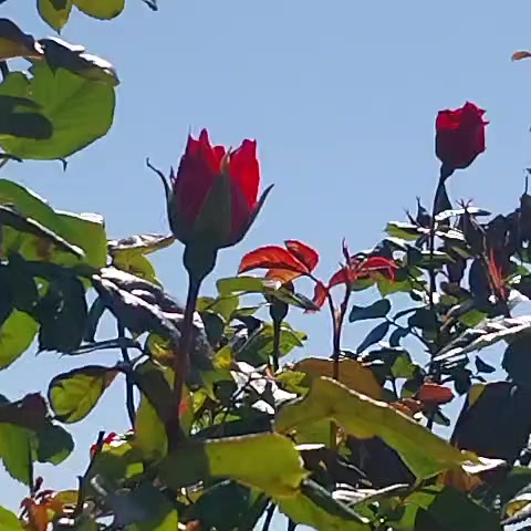 @🌙AY İŞIĞI🌙