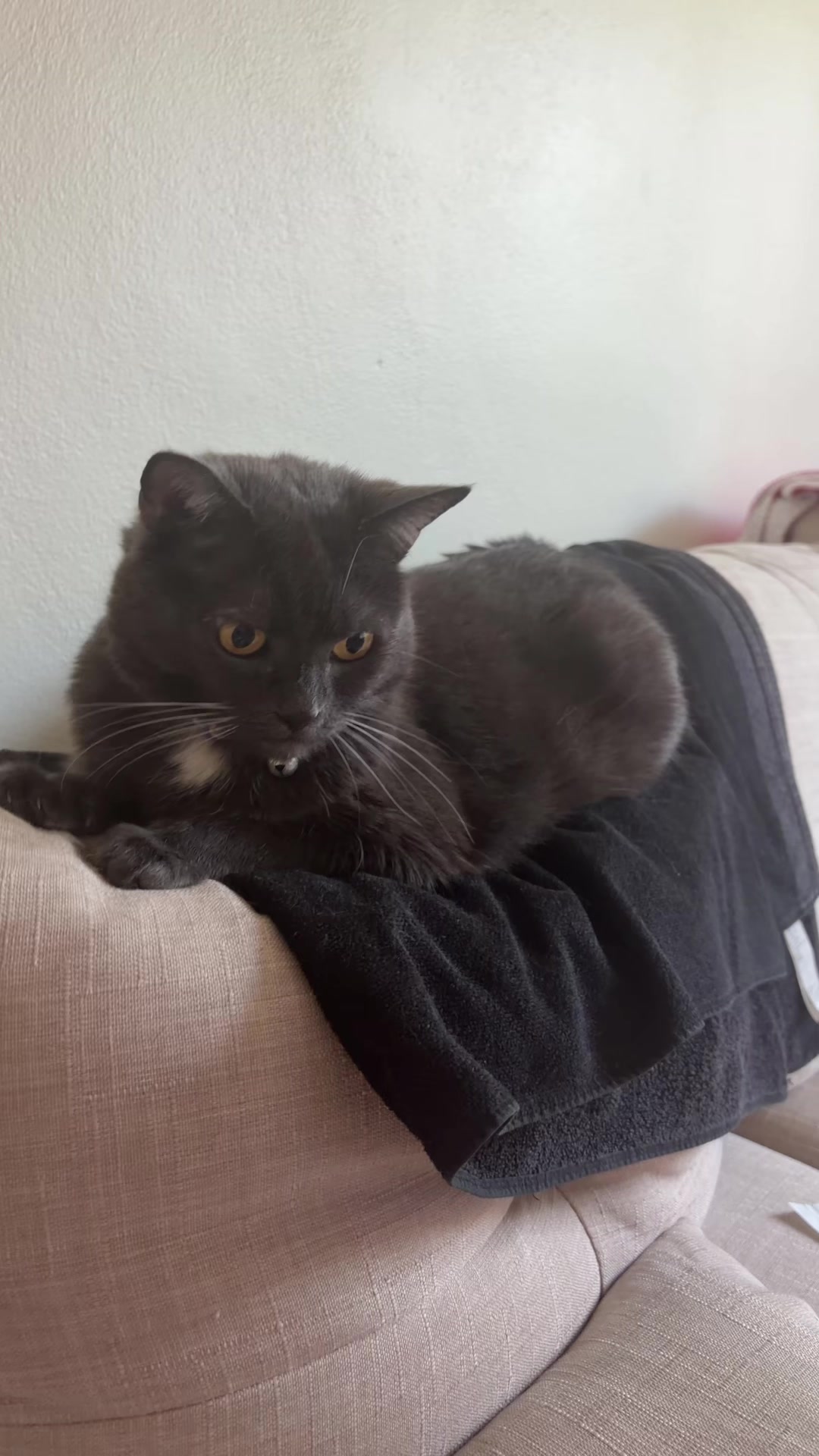 @zeldathecutecat