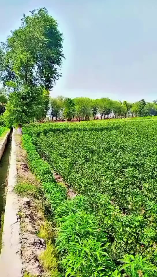 @Irtaza 267