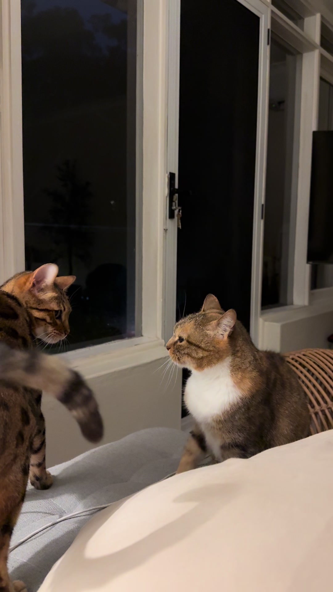 @mitmitcats