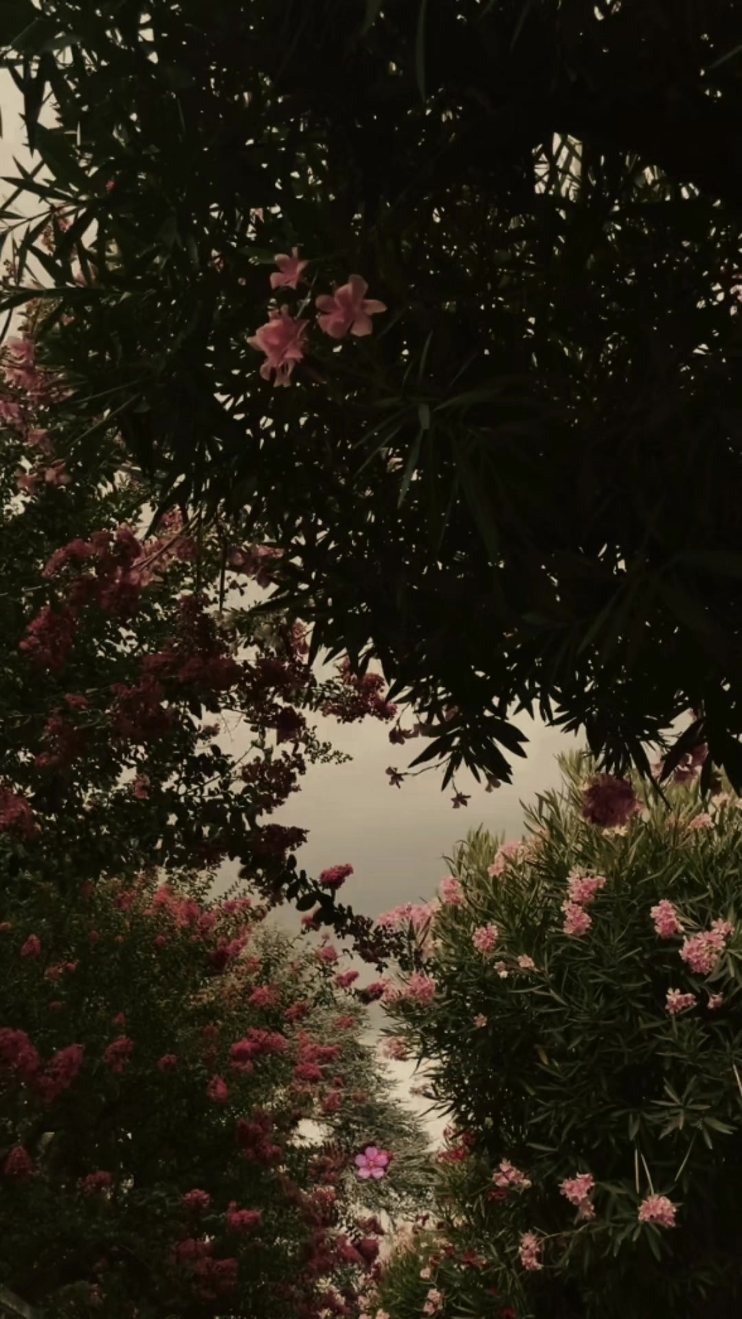@꒰ঌ🌸໒꒱