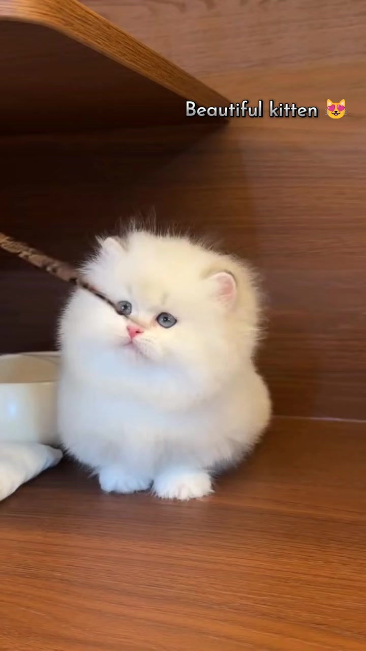 @flower.pet.2