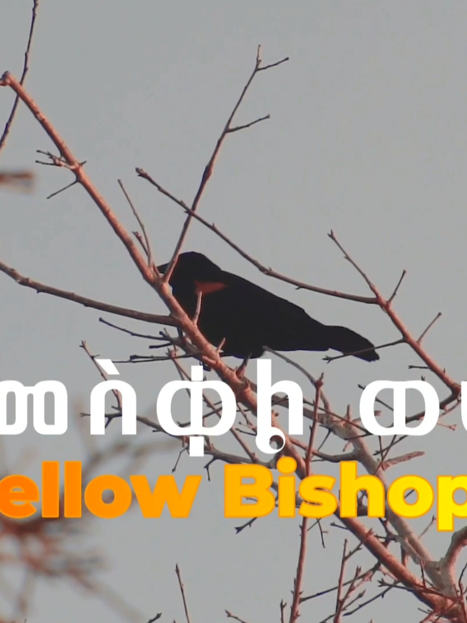 @የጓሮ ማሕበረሰብ-GARDENING COMMUNITY