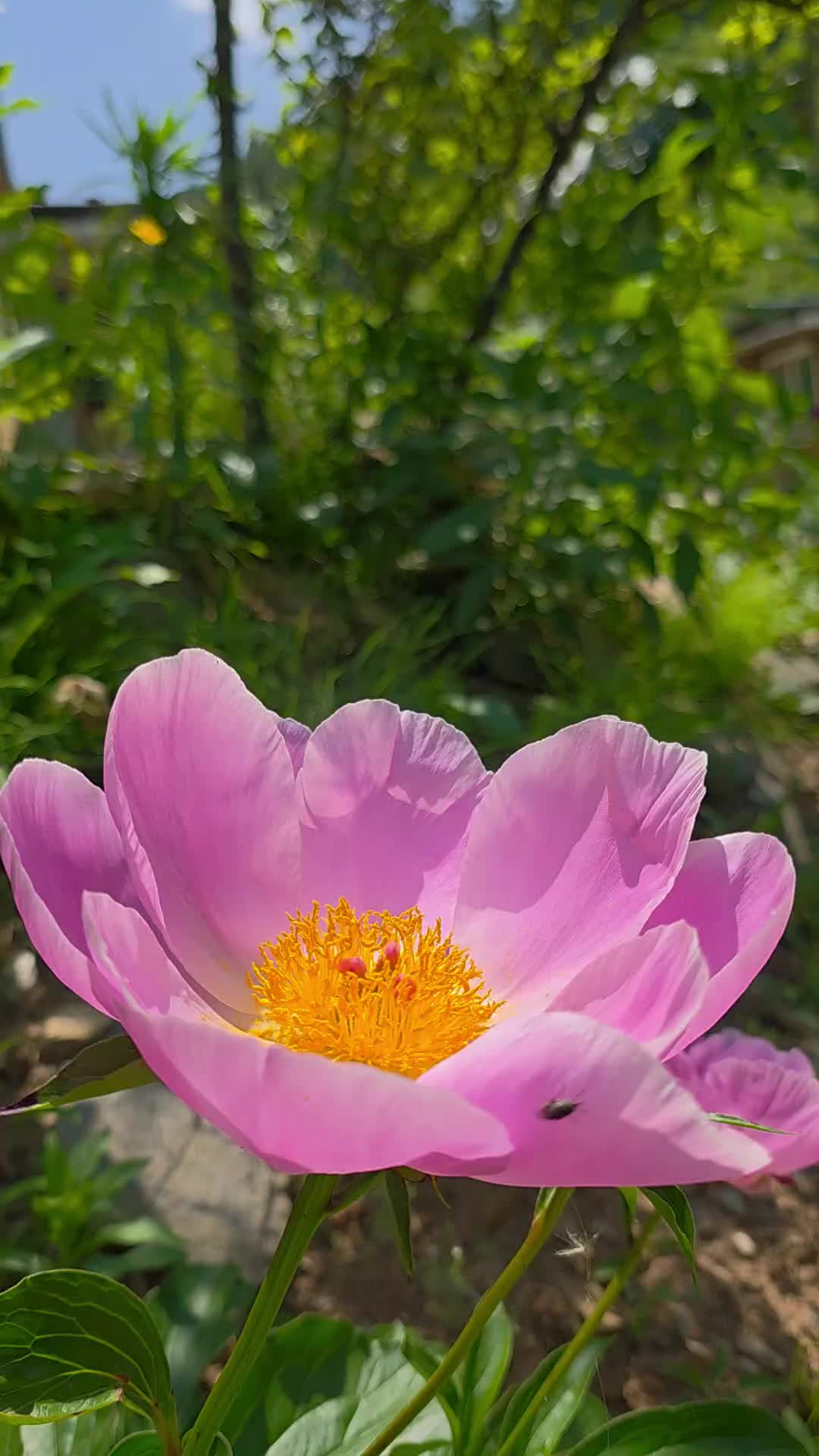 @유튜브 "정선사람들" 안용현