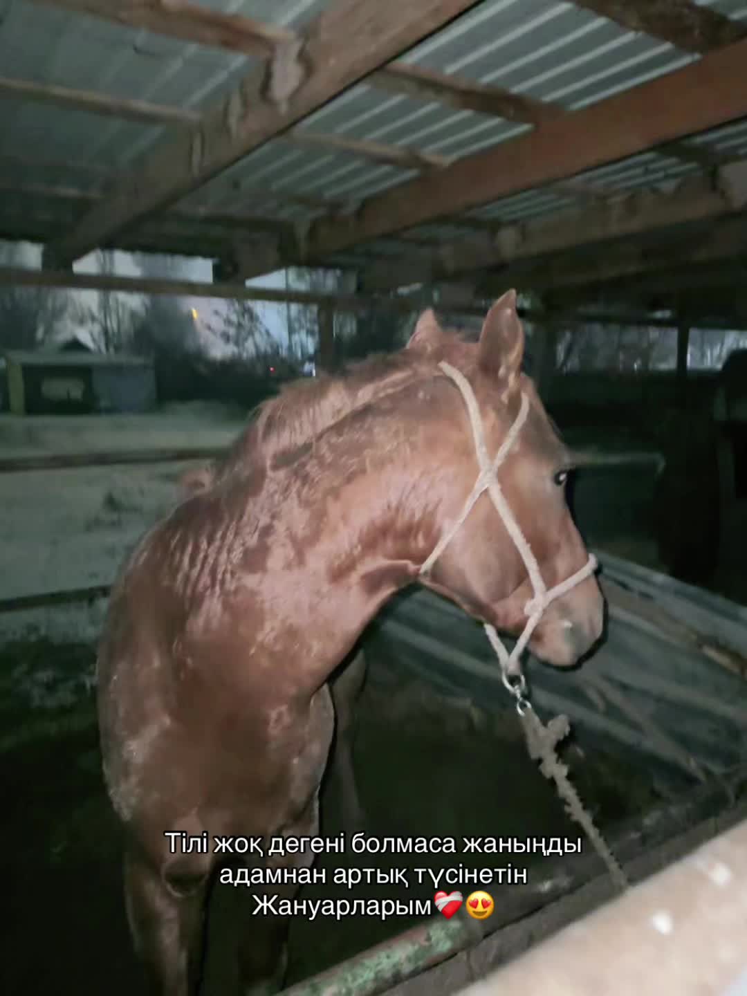 @𝐁𝐄𝐊𝐎𝐒𝐇