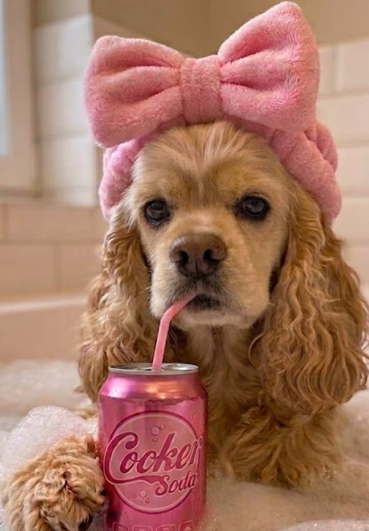 @Донна Дороти 🐶