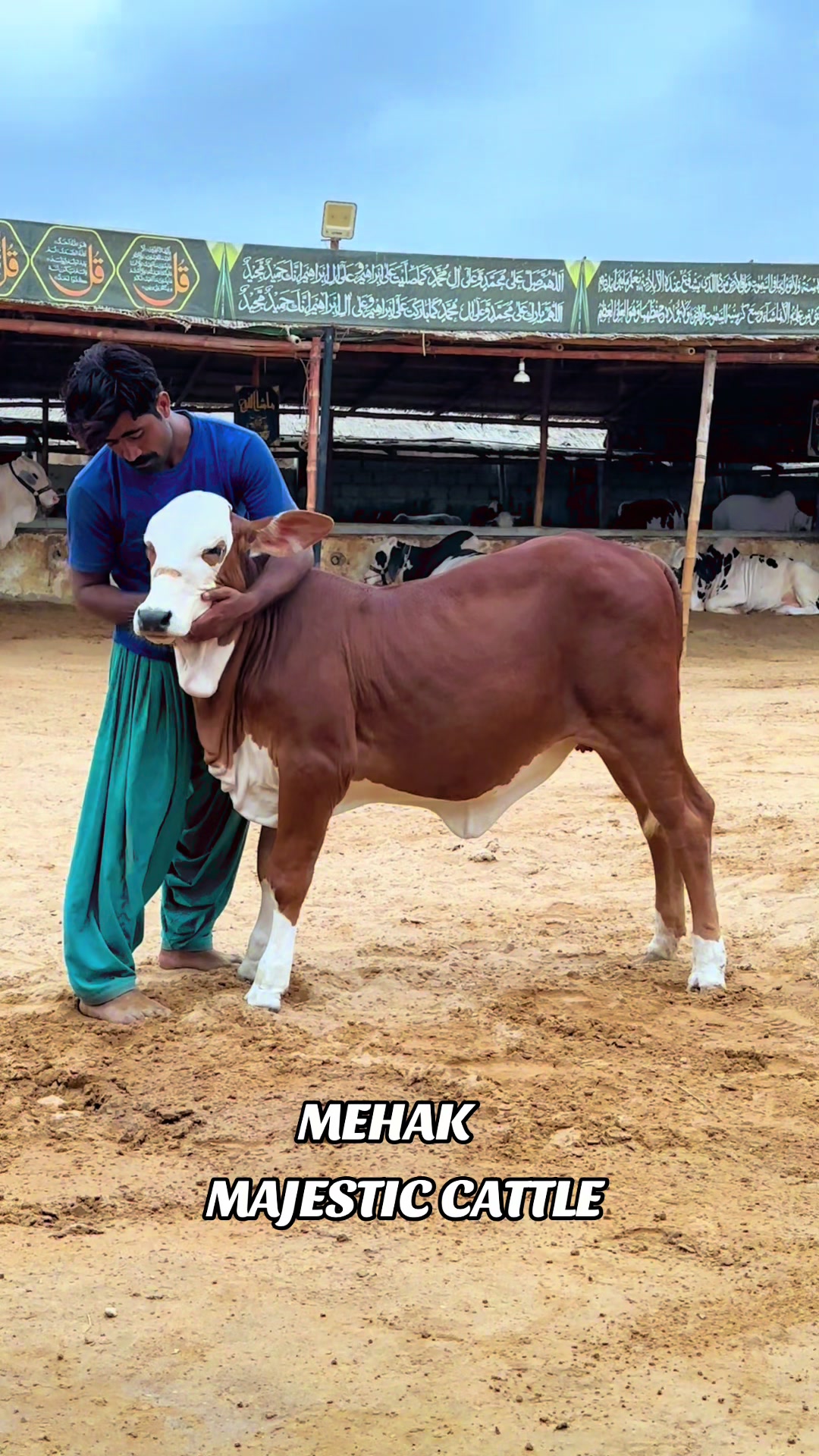 @MAJESTIC CATTLE & GOAT FARM