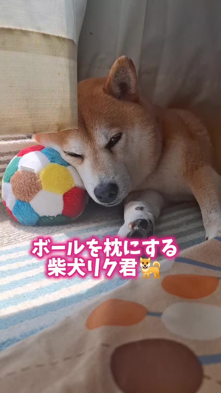 @柴犬リクママ