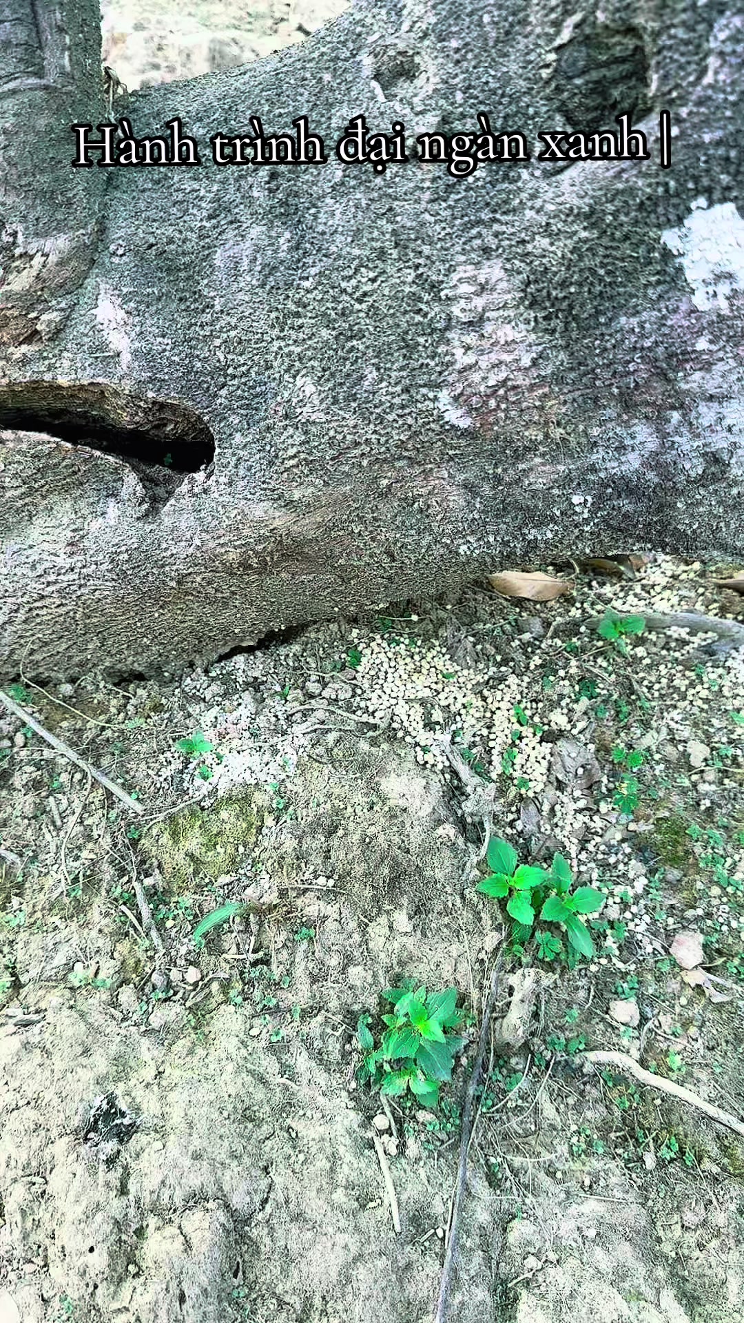 @D&oacute; Đen Việt !