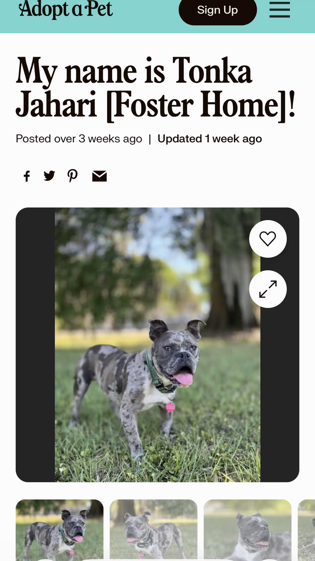 @Adopt a Pet