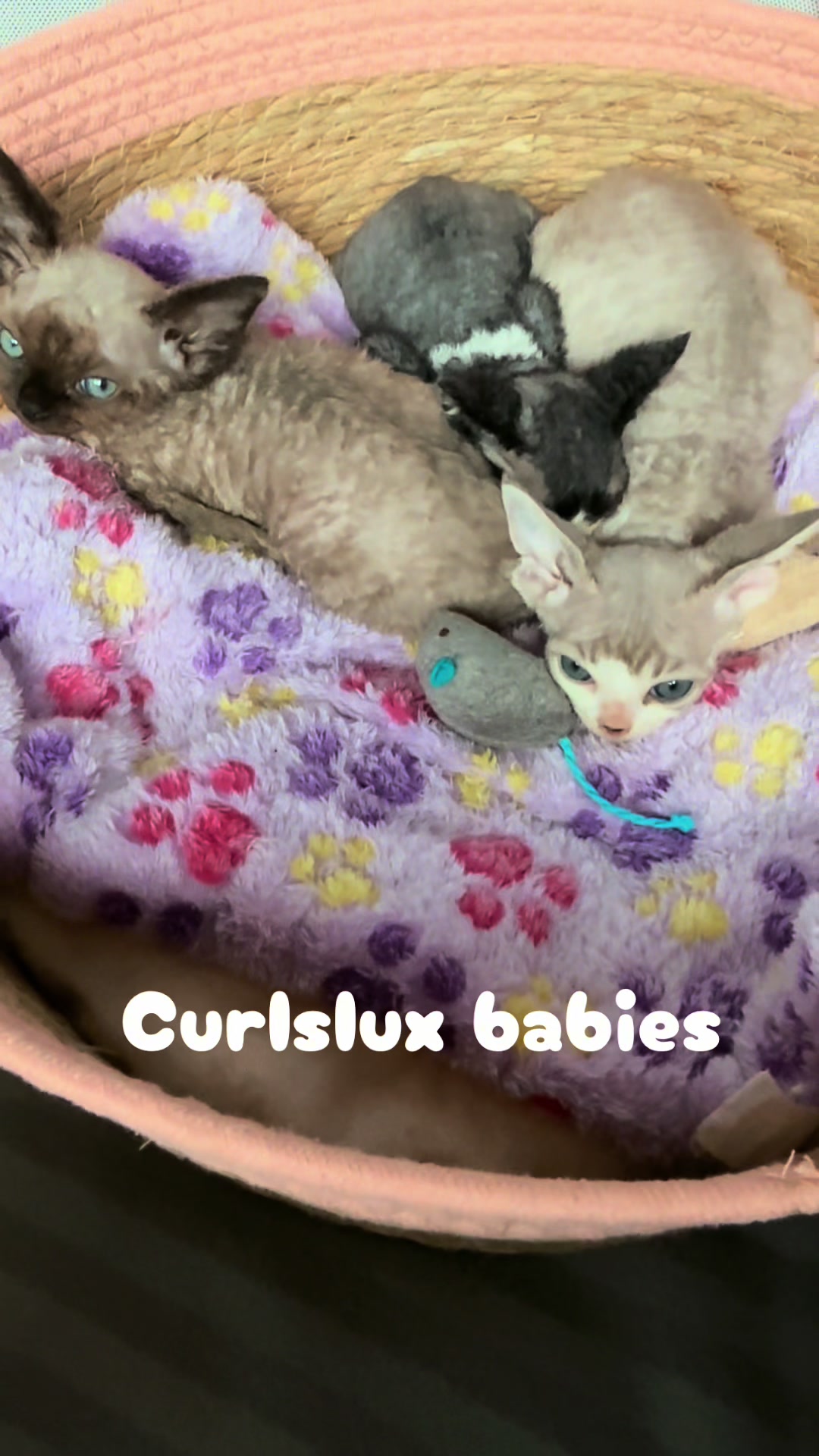 @Curlslux cattery!!🇺🇸