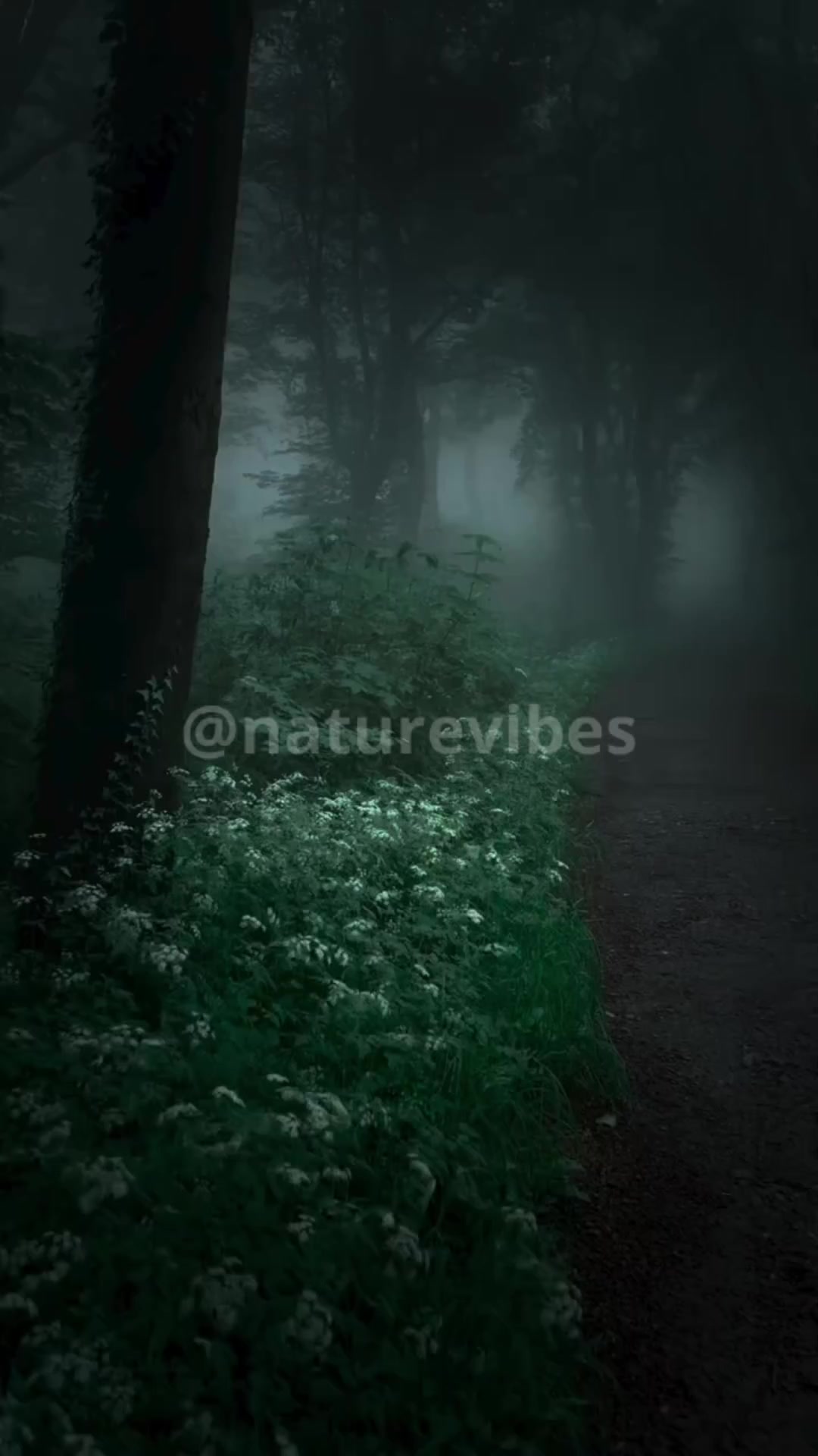 @Nature Vibes