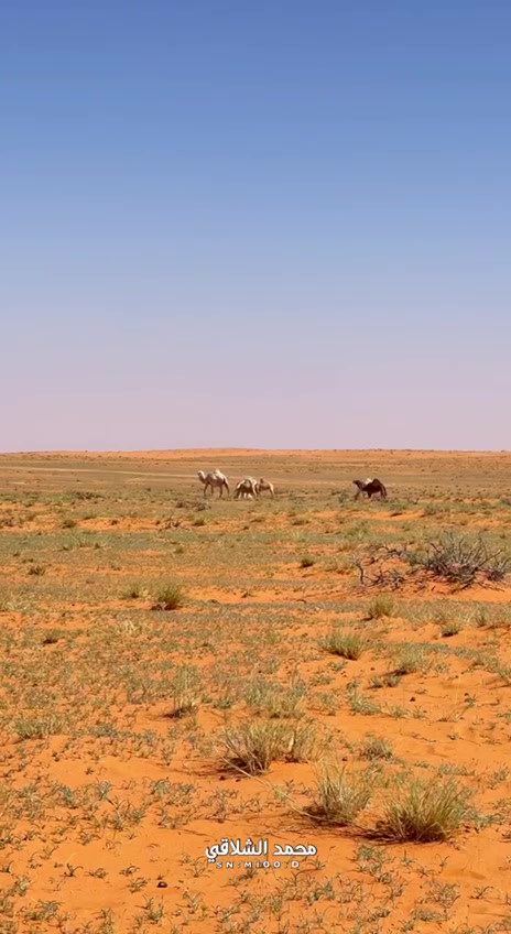 @الإعلامي صقر الشمري