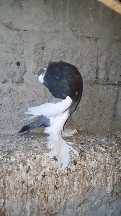 @quality.birds.ajk
