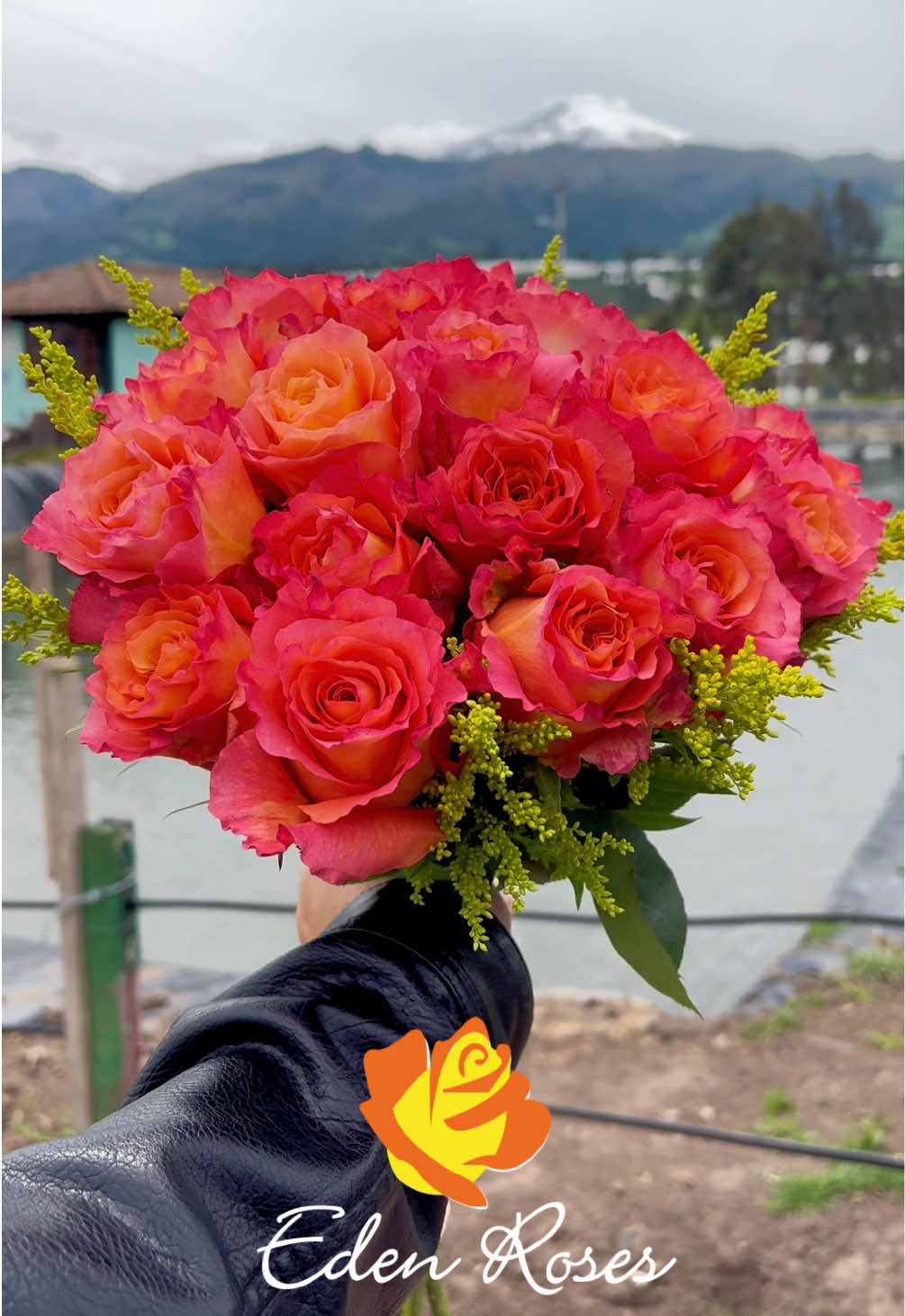 @Eden Roses