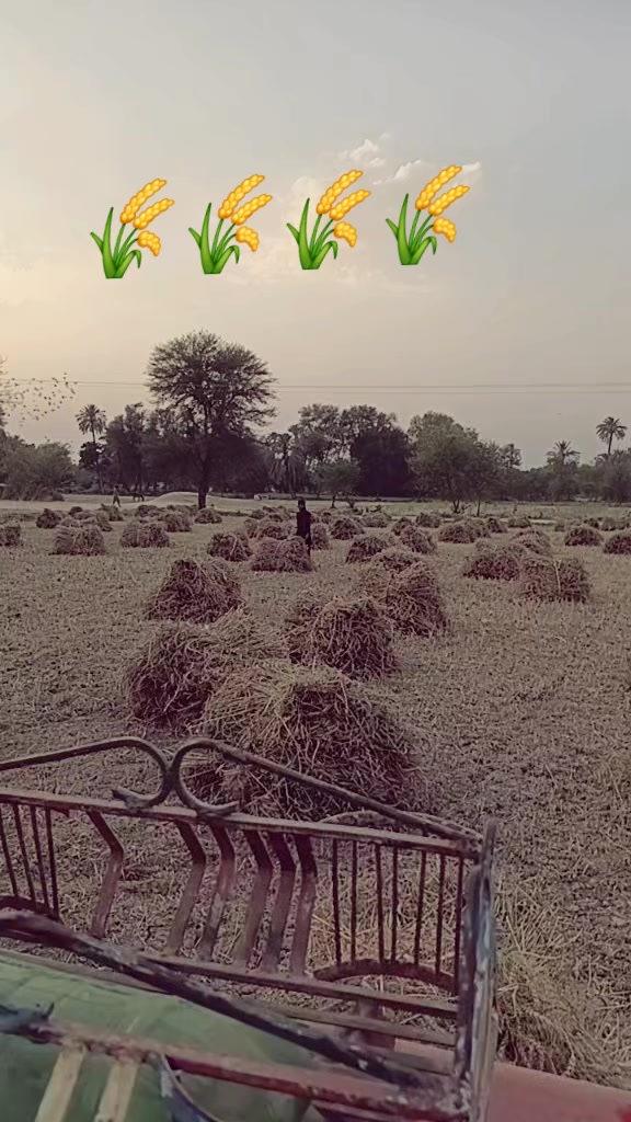 @Jam Shahbaz
