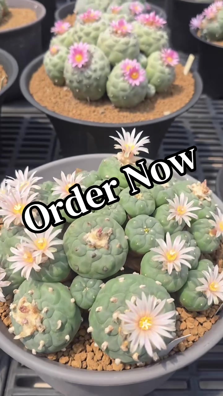 @Forest Lake Gardens