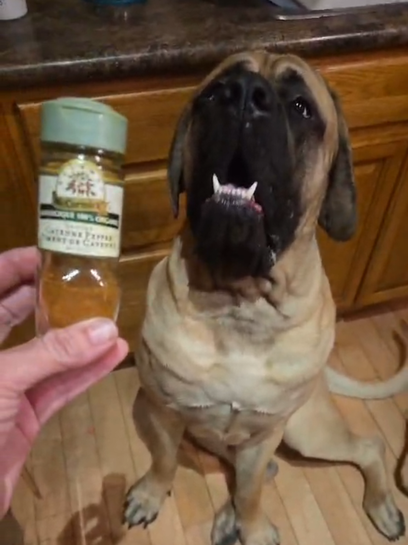 @Maple Mastiffs