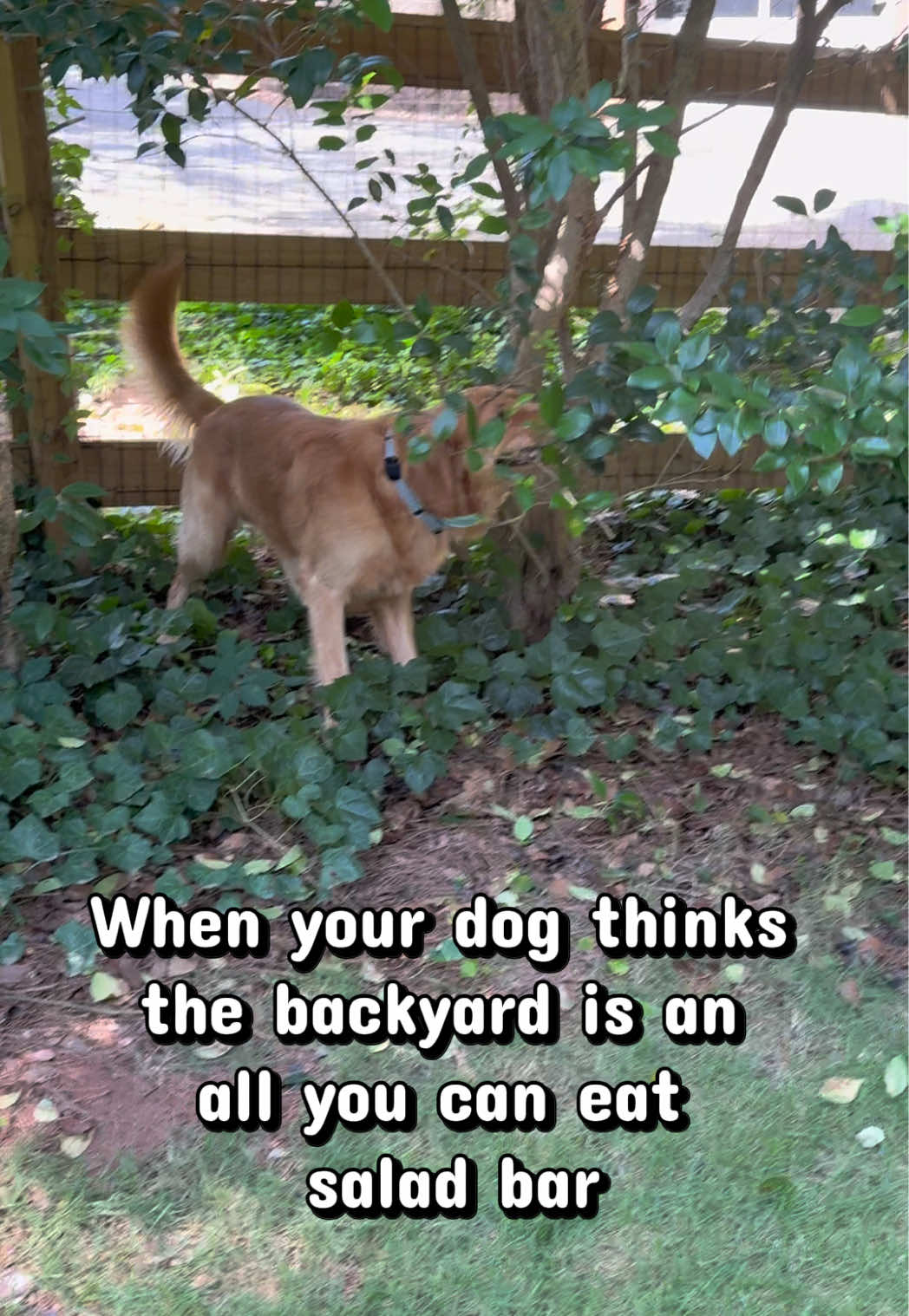 @Charlie the Golden