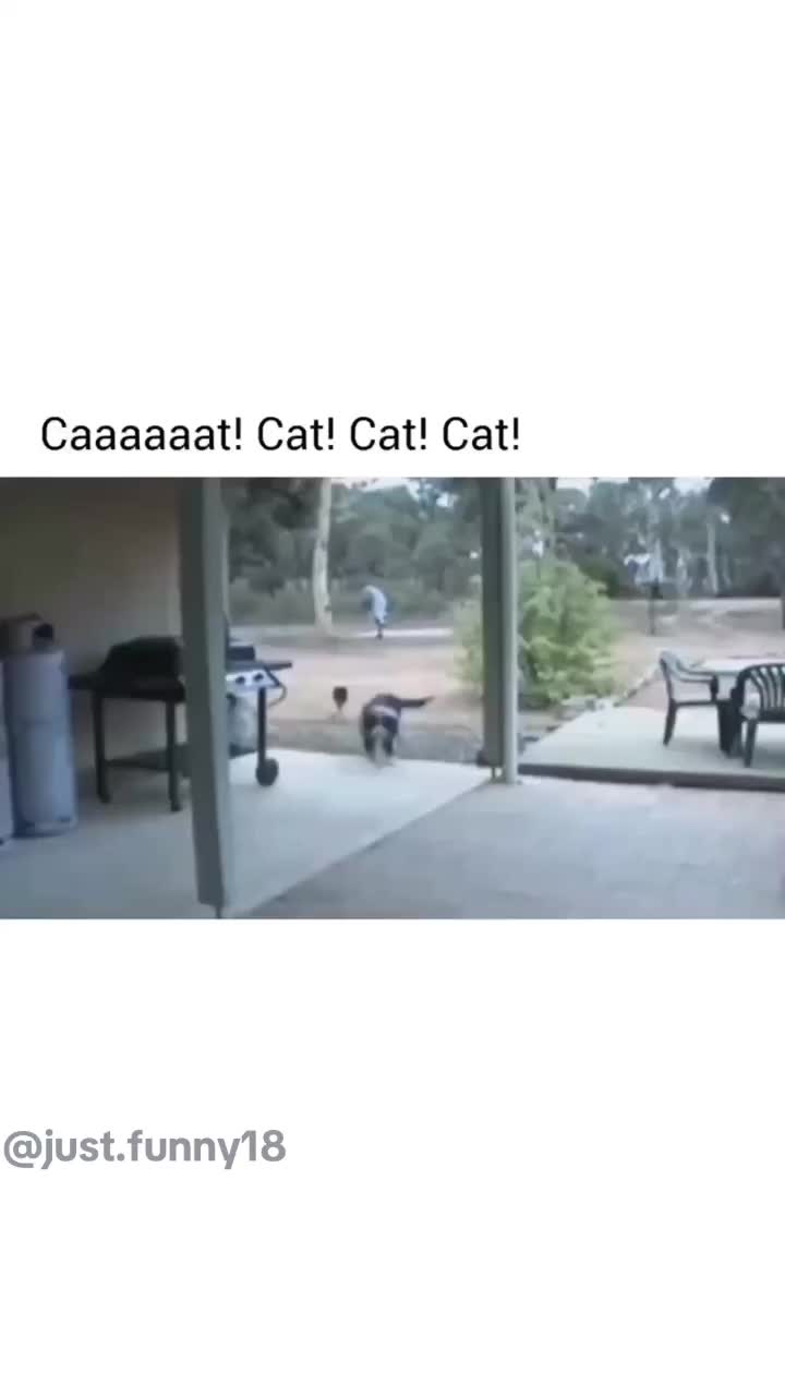@Funny Animals😽🐶❤️