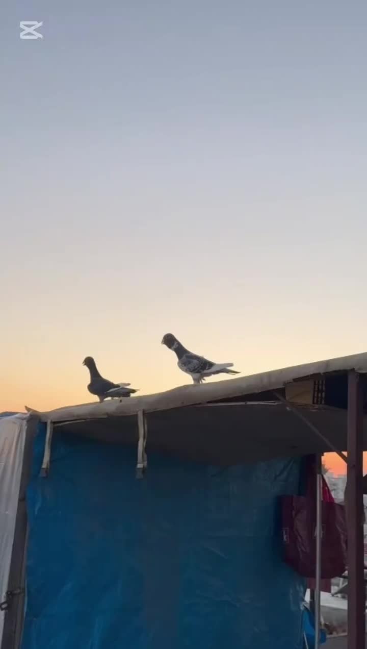 @kıvırcık Ali