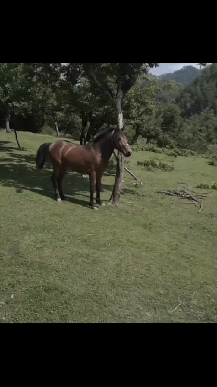 @Sənan