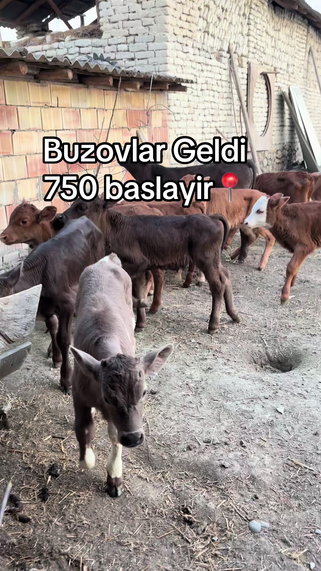 @051.663.50-81