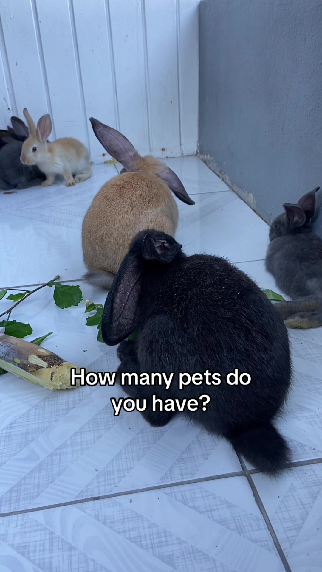 @HappyHoppersRabbitry