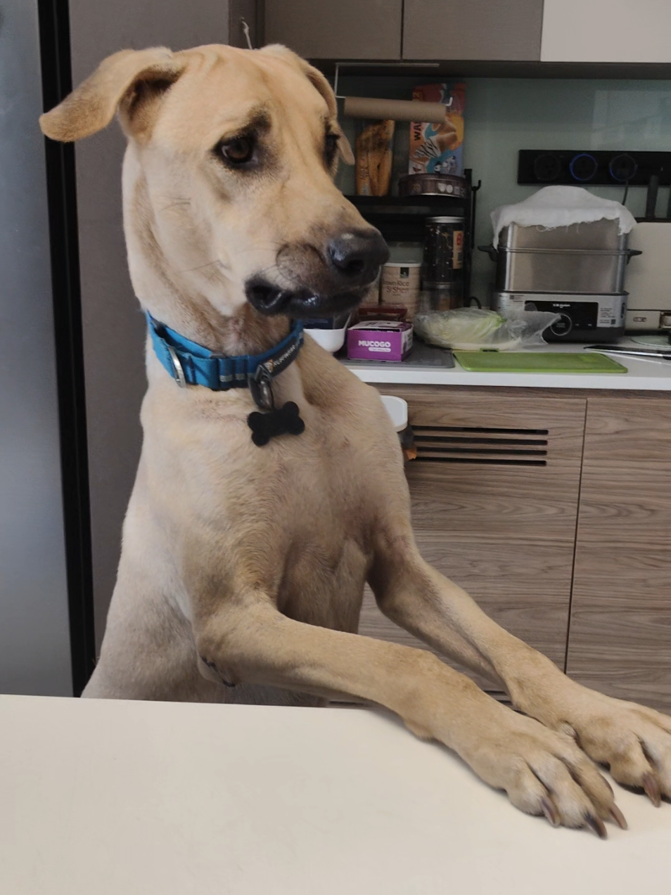 @DDhousepet